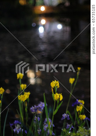 花園裡的春天的花朵 65735185