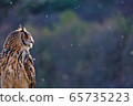 貓頭鷹看雪 65735223