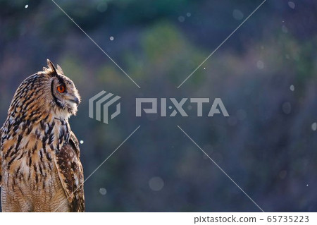 貓頭鷹看雪 65735223