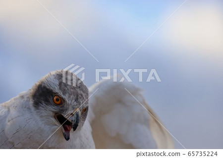 在天空背景上的白色遊eg 65735224