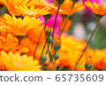 橙花 65735609