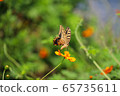 燕尾蝴蝶 65735611