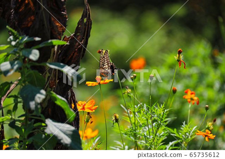 一朵花上的蝴蝶2 65735612