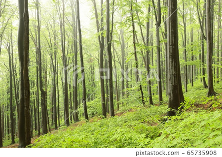 Beech trees in spring forest on a mountain slope in foggy, rainy weather 65735908