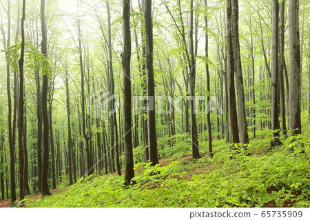 Beech trees in spring forest on a mountain slope in foggy, rainy weather 65735909