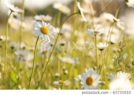 Daisies on a spring meadow at dawn Daisies on a spring meadow at dawn 65735910