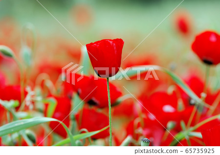 blooming poppy flowers blooming poppy flowers 65735925