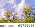 Wallpaper with yellow flowers on the blue sky with 65735936