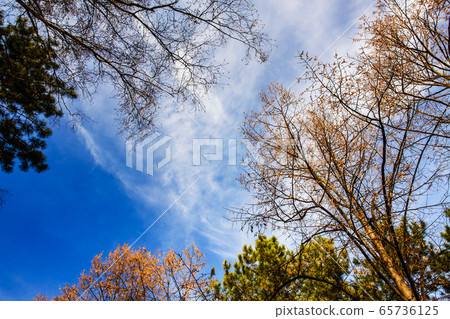 The branches of several trees cover the sky The branches of several trees cover the sky 65736125