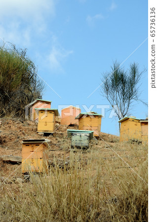 beehives 65736136