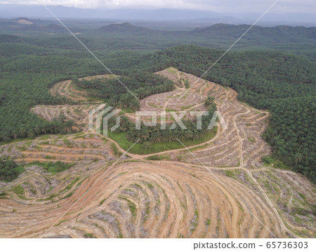 Aerial view oil palm clearing 65736303