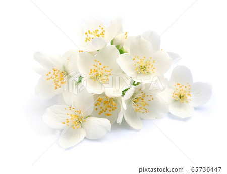Jasmin flowers. 65736447