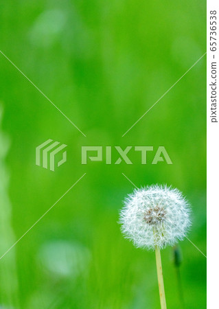 蒲公英 65736538
