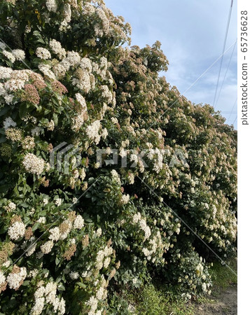 hydrangea   65736628