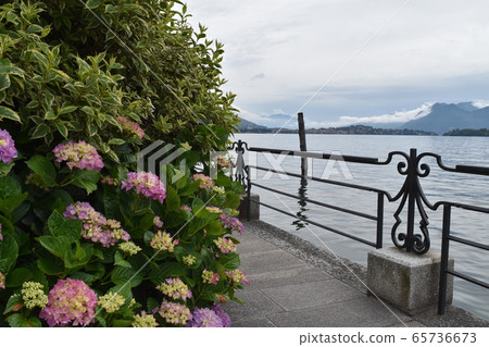 科莫湖和繡球花 65736673