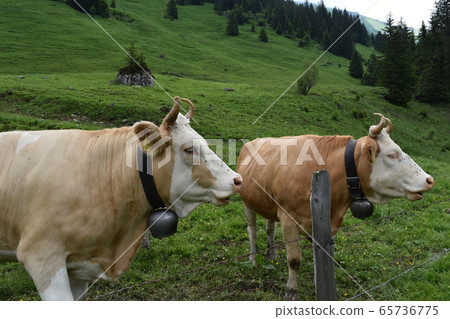Swiss cow Swiss cow 65736775