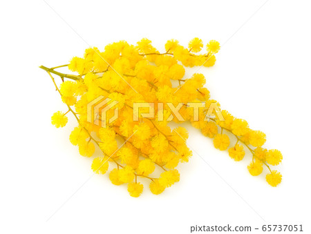 Mimosa flowers.Spring flowers. 65737051
