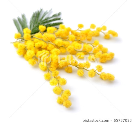 Mimosa flowers. 65737053