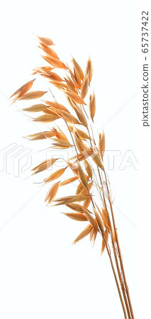 Oat close up. Oat close up. 65737422
