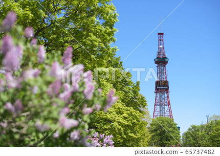 丁香和札幌電視塔 65737482