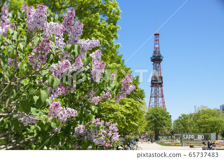 丁香和札幌電視塔 65737483