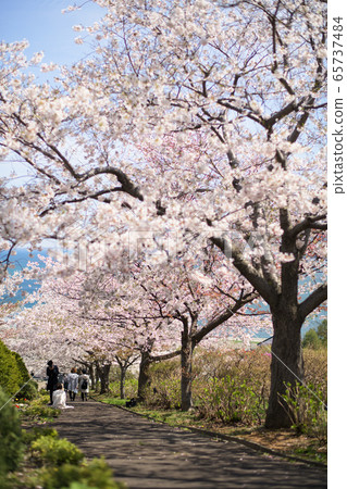 櫻花盛開的小樽手宮公園 65737484