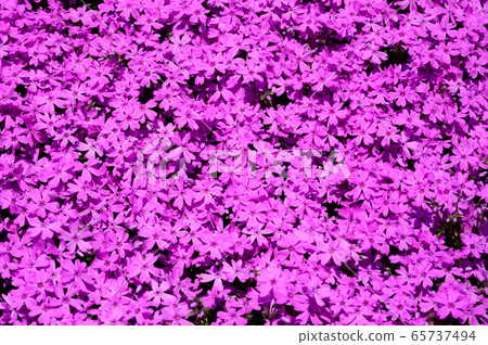 Spring in Hokkaido, moss phlox 65737494