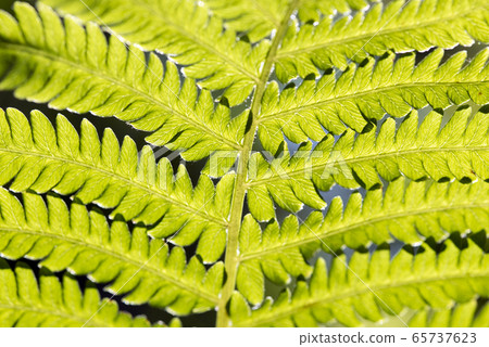 蕨葉 65737623