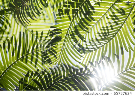 水杉葉子 65737624