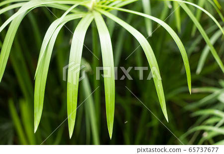 Green Small Leaf of Papyrus tree. Green Small Leaf of Papyrus tree. 65737677