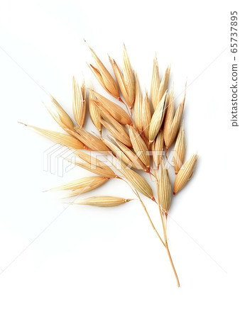 Oat wheat Oat wheat 65737895