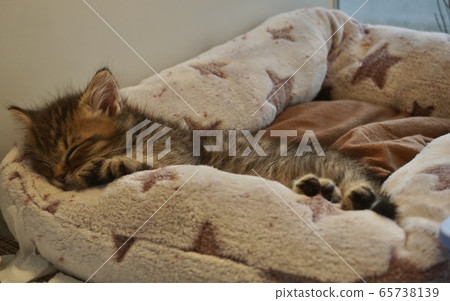 Meow in sweet sleep 65738139