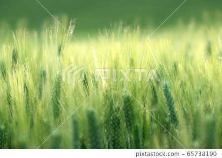 barley field in sunset time 65738190