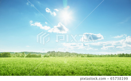 field of spring grass and perfect sky 65738199