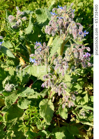 Borage herb edible flower Borage herb edible flower 65738400
