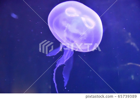 水母（圖片） 65739389