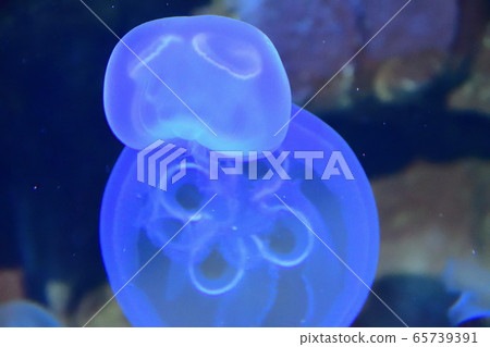 水母(圖片) 水母(圖片) 65739391