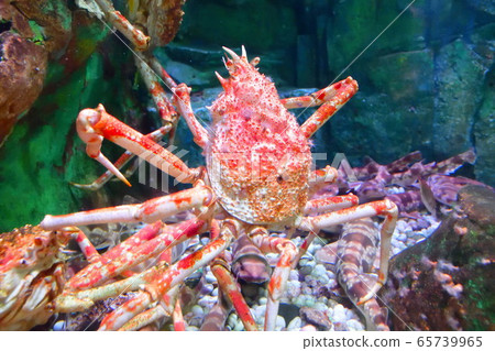 鷹蟹(圖片) 鷹蟹(圖片) 65739965