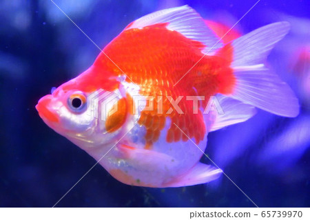 鯖魚(圖) 鯖魚(圖) 65739970