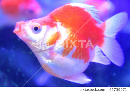 鯖魚(圖) 鯖魚(圖) 65739971