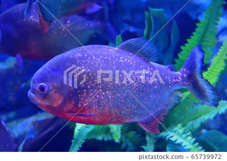 食人魚(圖片) 食人魚(圖片) 65739972
