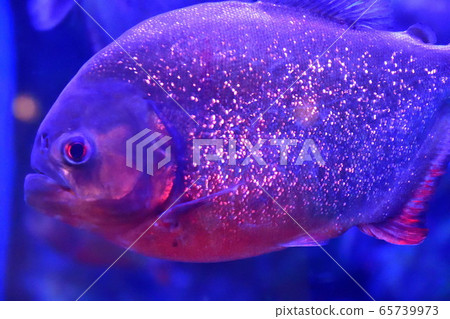 食人魚(圖片) 食人魚(圖片) 65739973