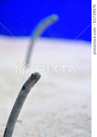 中國鰻魚（圖片） 65739976