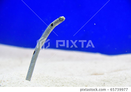 中國鰻魚(圖片) 中國鰻魚(圖片) 65739977