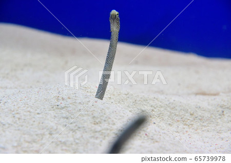中國鰻魚(圖片) 中國鰻魚(圖片) 65739978