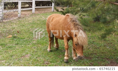 Beautiful pony horse graze in the corral among the fir trees. Nice bay suit pony chewing grass at horse stable ranch 65740215