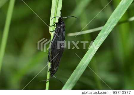 Ruriiros Cyclosova 65740577