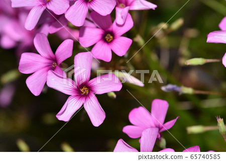 酢漿articulata 65740585