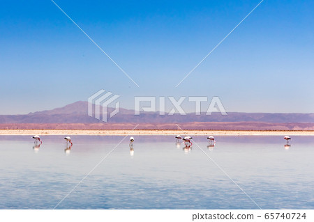 Laguna Chaxa, Atacama Desert, Chile. South America. Laguna Chaxa, Atacama Desert, Chile. South America. 65740724