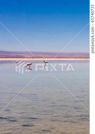 Laguna Chaxa, Atacama Desert, Chile. South America. Laguna Chaxa, Atacama Desert, Chile. South America. 65740733